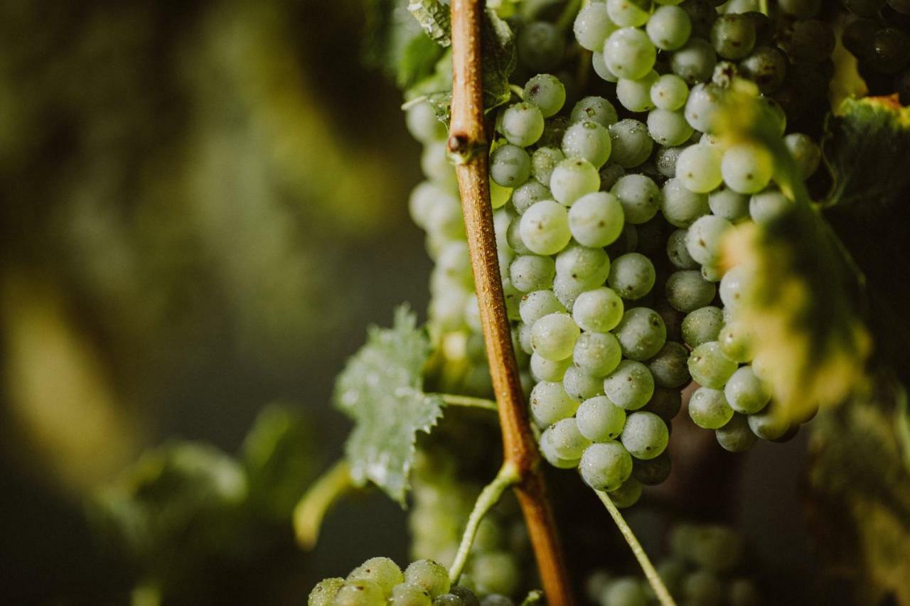 Апартаменти Kmetija Tomazic Vinska Klet - Winery Віпава Екстер'єр фото